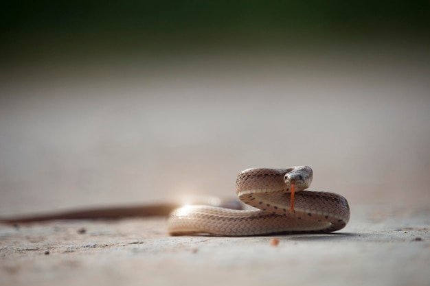 Un petit serpent sur le sol en ciment