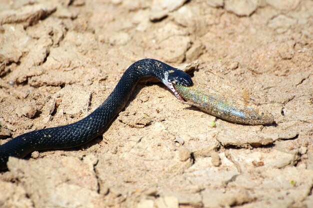 Petit serpent vipère avec poisson