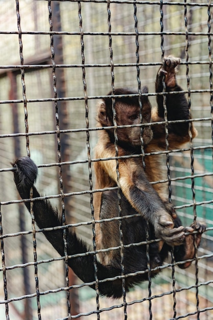 Petit singe accroché à la grille de la cage du zoo