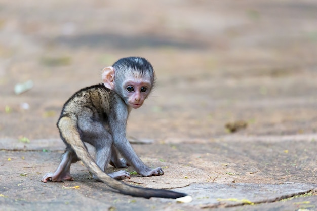 Un petit singe drôle joue sur le sol ou sur l'arbre