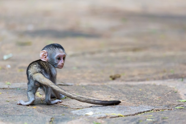 Un petit singe drôle joue sur le sol ou sur l'arbre