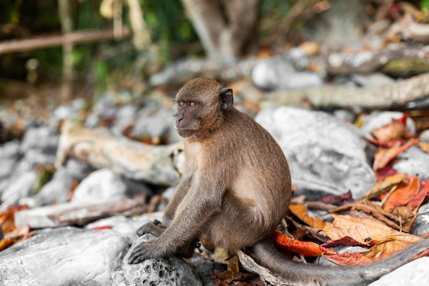 Petit singe sur une île tropicale avec son environnement naturel.