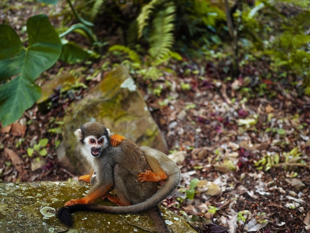 Un petit singe avec une longue queue dans la forêt gros plan primates drôles