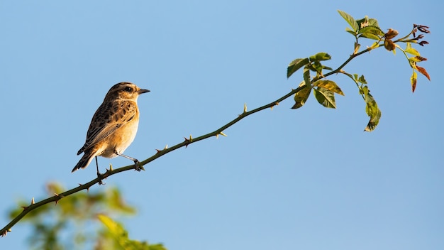 Petit stonechat européen grimpant jusqu'à l'épine par temps ensoleillé et ciel clair