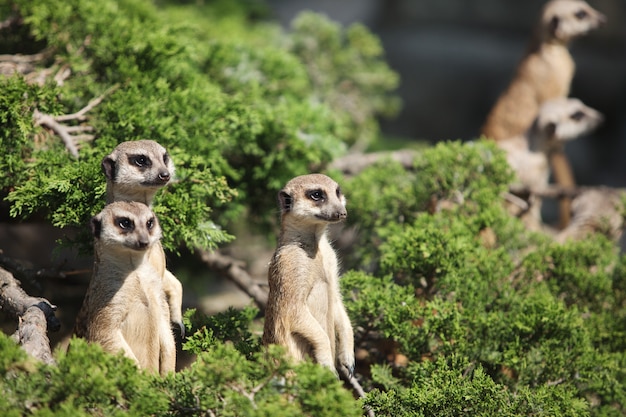 Un petit suricate drôle regarde autour de lui.