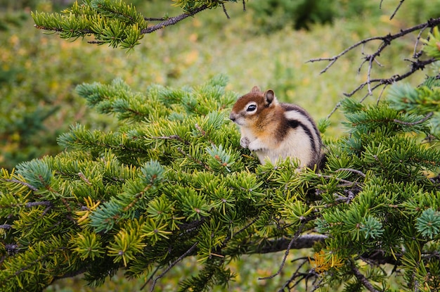 Petit tamia assis sur un arbre vert