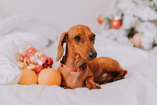 Le petit teckel est allongé sur un drap blanc parmi les mandarines près du sapin de Noël. chien de Noël. animal de compagnie et mandarines. espace pour le texte. Photo de haute qualité