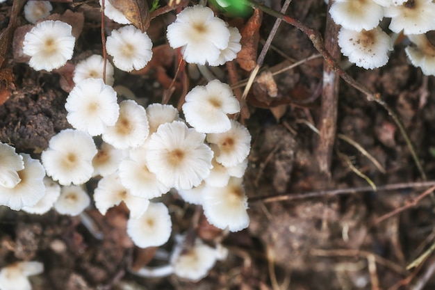 Petit Termitomyces fuliginosus Heim sur un potager.