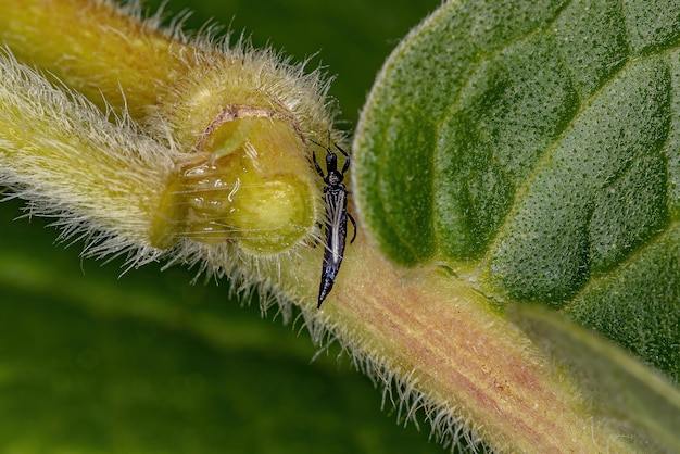 Petit thrips de l'ordre des thysanoptères