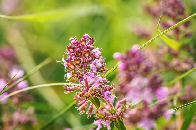 Petit thym sauvage de Breckland pourpre - Thymus serpyllum - fleurs qui poussent sur la prairie d'été, gros plan détail macro