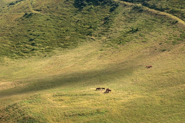 Un petit troupeau de chevaux broute dans une vallée de montagne, Carpates, Ukraine