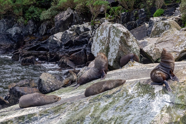 Un petit troupeau d'otaries à fourrure se repose parmi les pierres Nouvelle-Zélande