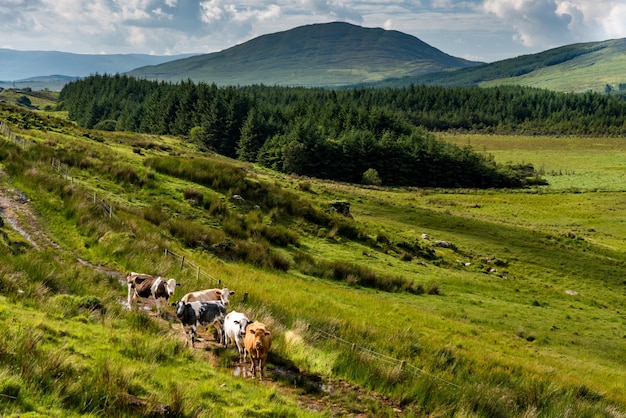 Petit troupeau de vaches dans les vertes collines du Kerry en Irlande