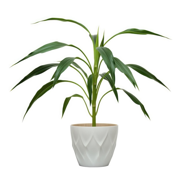 Petit vase avec plante verte sur fond blanc