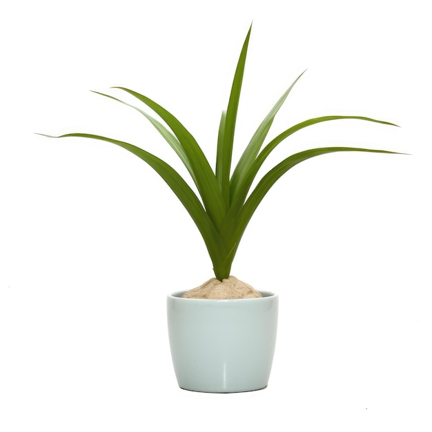 Petit vase avec plante verte sur fond blanc