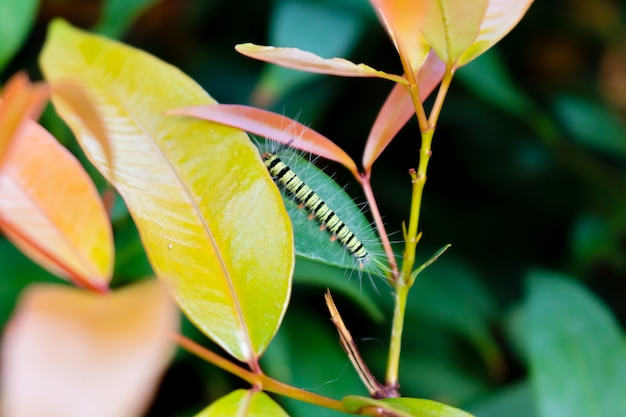 Petit ver sur la feuille verte.