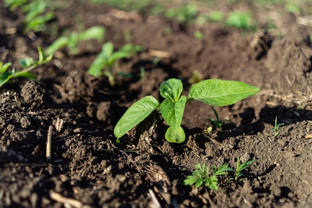 Petit vert des semis de tournesol est passé du sol sur le terrain