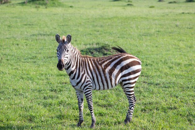 Un petit zèbre dans la savane du Kenya