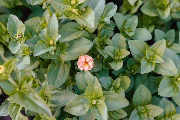 Le petit zinnia rose a été le premier à fleurir dans le parterre de fleurs.