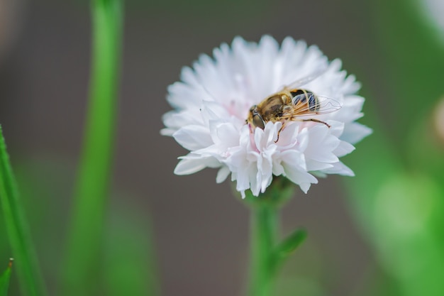 Une petite abeille collecte le nectar d'une fleur blanche lors d'une journée ensoleillée en été.