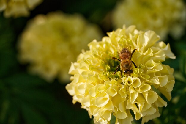 Petite abeille sur fleur