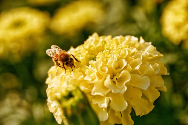 Petite abeille sur fleur