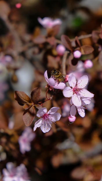 Petite abeille sur les fleurs de cerisier au printemps