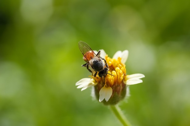 Petite abeille jaune recueillant le pollen à la fleur de fleur minuscule jaune sur le backgroud naturel vert de flou