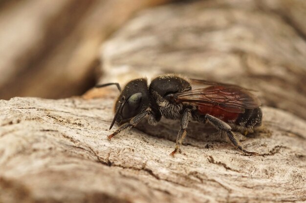 Petite abeille maçonne de couleur noire et rouge (Osmia andrenoides) dans le Gard, France