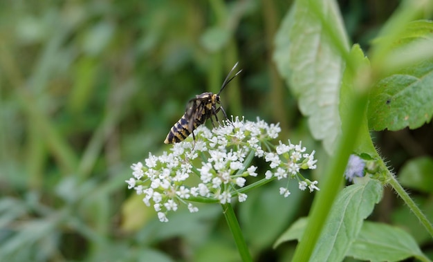 Petite abeille perchée sur un bâton