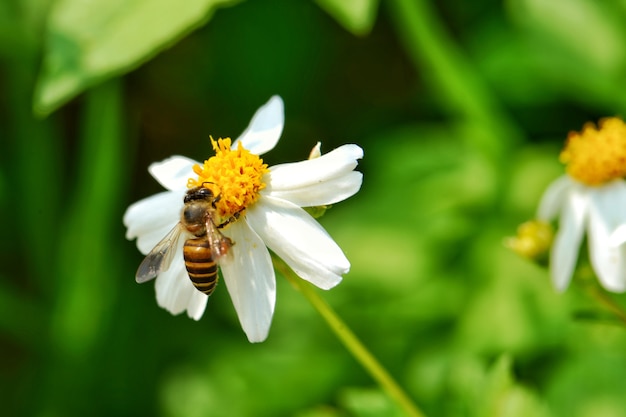 Petite abeille sent une fleur blanche