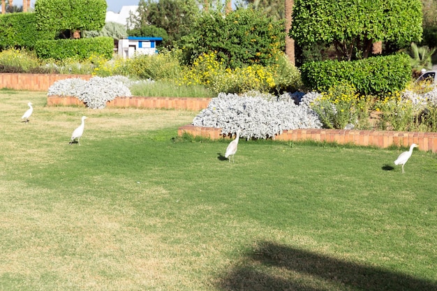 Petite aigrette blanche sur l&#39;herbe sous le soleil d&#39;Egypte