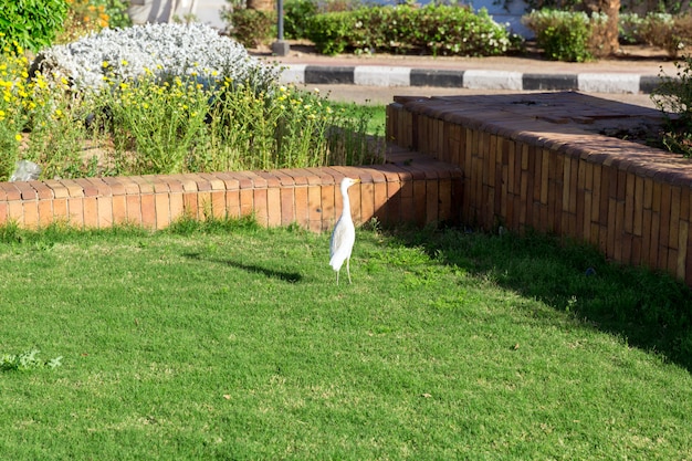Petite aigrette blanche sur l&#39;herbe sous le soleil d&#39;Egypte