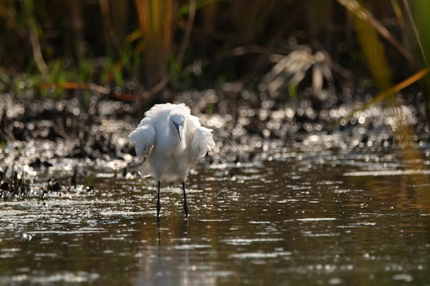 Petite Aigrette ou Egretta garzetta dans l'étang