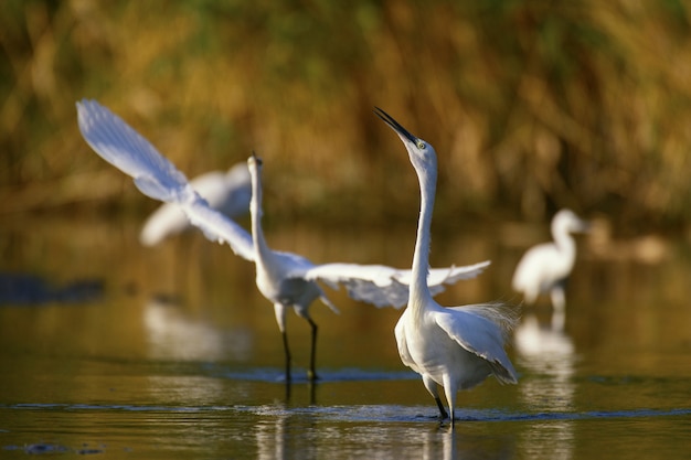 Petite aigrette (Egretta garzetta), deux oiseaux dansent l'accouplement.