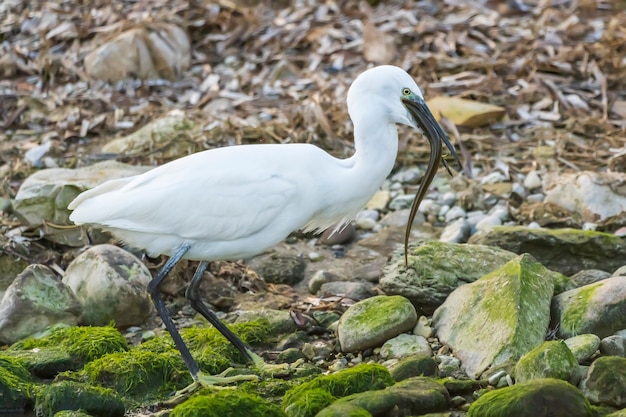 Petite aigrette mangeant une anguille dans une rivière avec des rochers avec de la mousse verte, de l'Espagne.