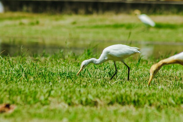 Photo petite aigrette rassemblée dans la pelouse