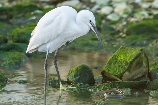 Petite aigrette à la recherche de nourriture dans une rivière de la ville de Vila Joiosa, Espagne.