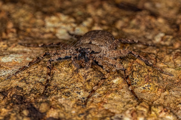 Petite araignée aux yeux en croissant