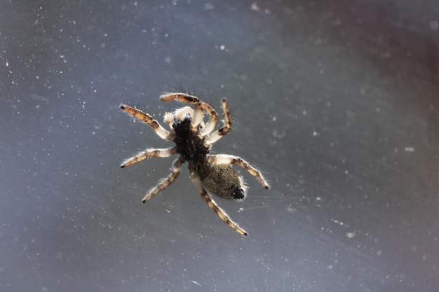 Petite araignée brune sur verre se bouchent