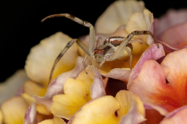 Petite araignée crabe de la famille des Thomisidae