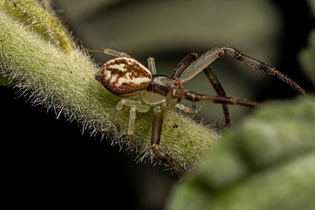 Petite araignée crabe femelle