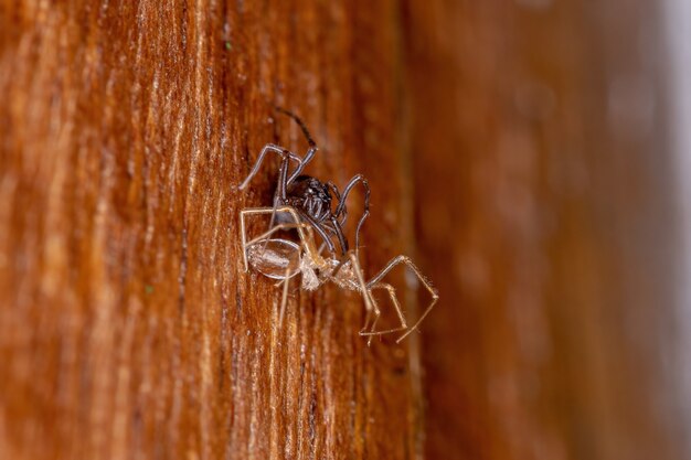 Petite Araignée Cracheuse Brune du genre Scytodes en échange d'un exosquelette