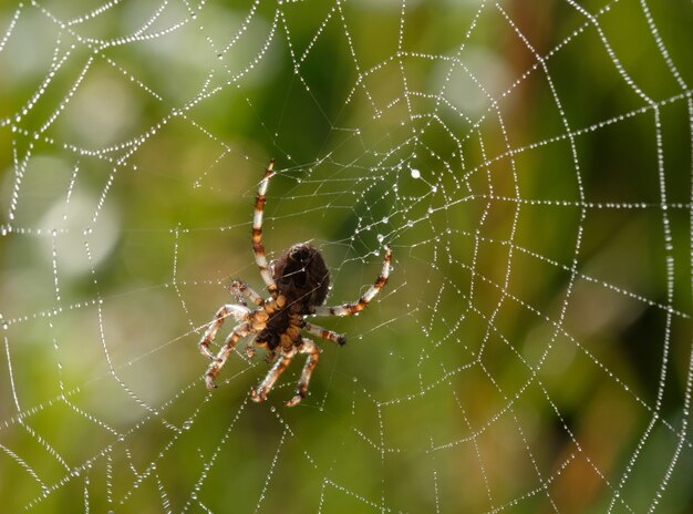 Petite araignée dans sa toile un matin d'été avec des gouttes de rosée