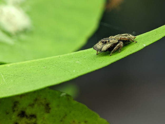 Une petite araignée est sur une feuille verte La photo a été prise à l'aide d'un smartphone avec un objectif macro de 40 mm