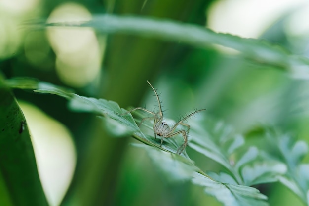 Une petite araignée sur une feuille est en attente pour se protéger