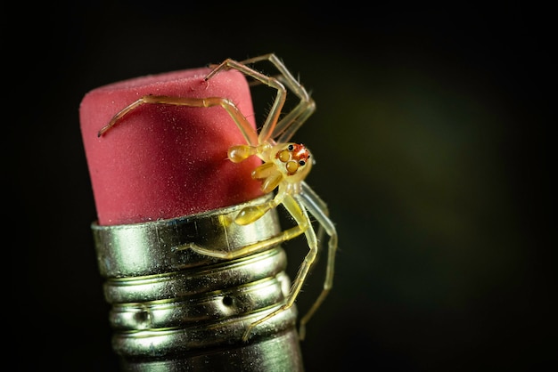 Photo petite araignée sur une gomme à crayon