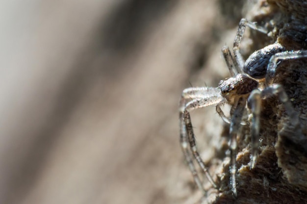 Petite araignée grise en macro Corps gris à pois marron Pattes grises à pois marron Araignée sur souche en bois