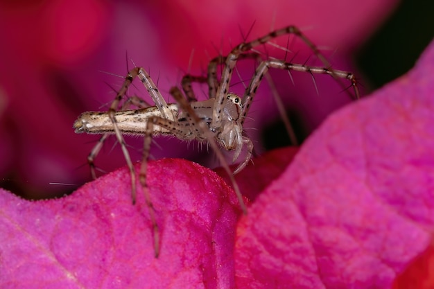 Petite araignée lynx du genre Peucetia