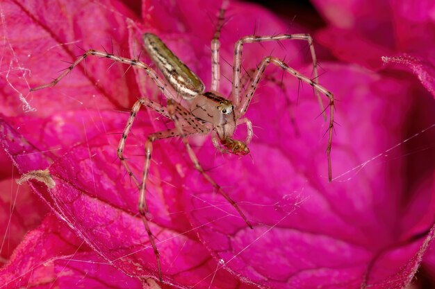 Petite araignée Lynx de l'espèce Peucetia rubrolineata